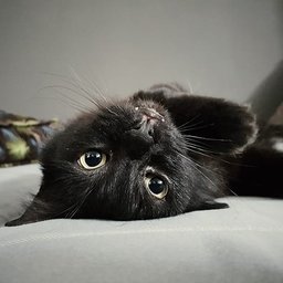 Veggie Panther