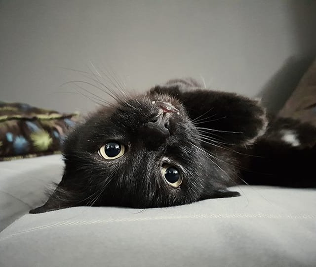 Veggie Panther image 1